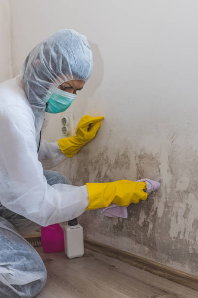 Best Water Damage & Mold Remediation  in Ore City, TX